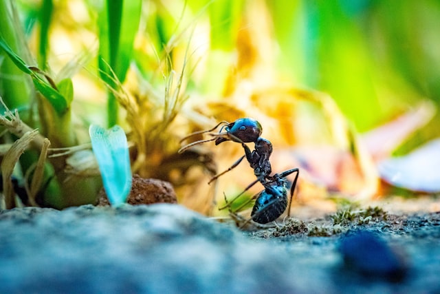 black ant in front of plant