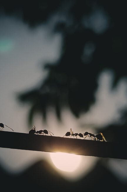 black ant on black wire